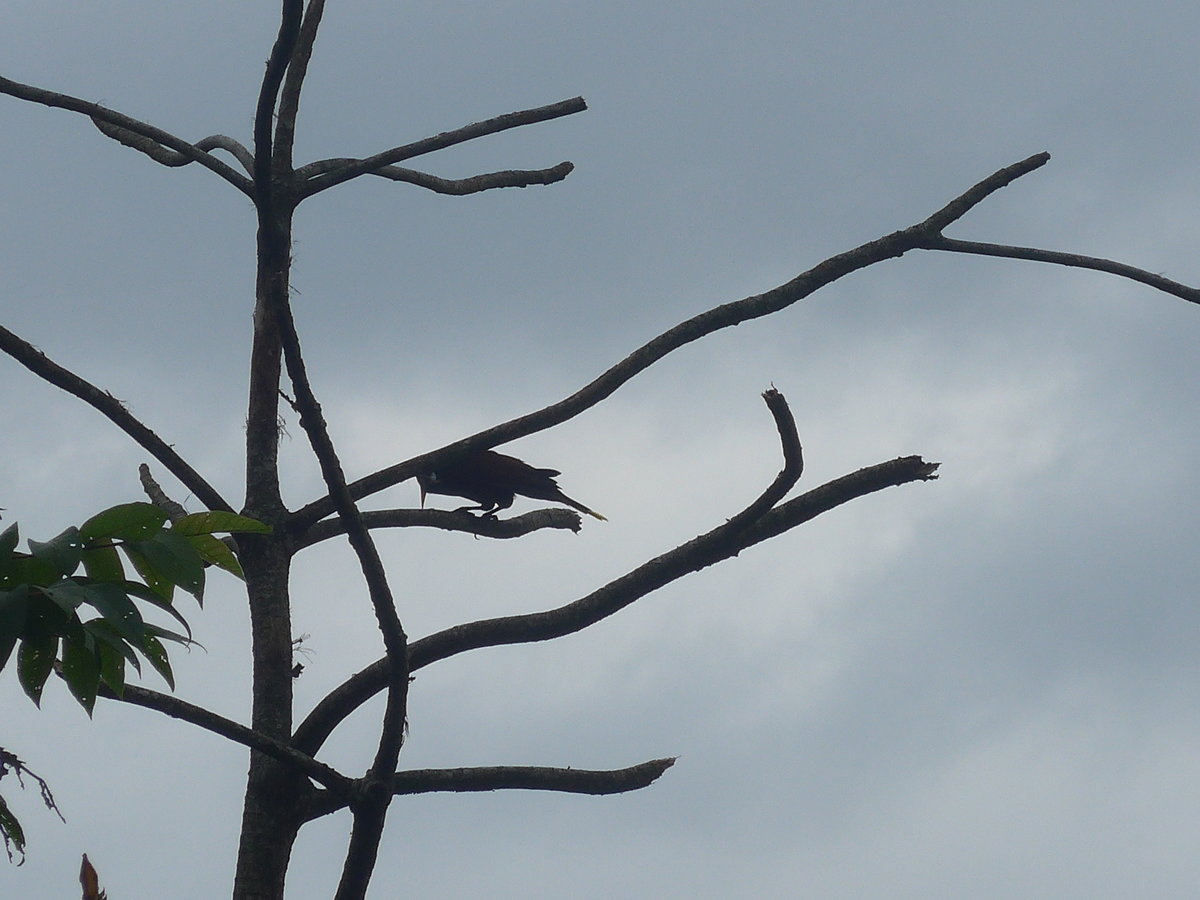 (211'586) - Vogel im Gest am 18. November 2019 in Rio Jsus