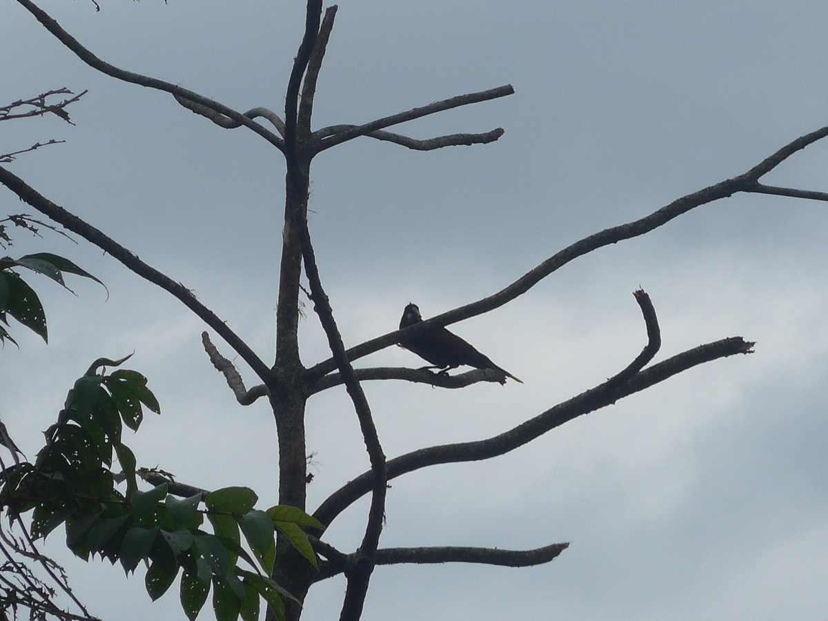 (211'587) - Vogel im Gest am 18. November 2019 in Rio Jsus