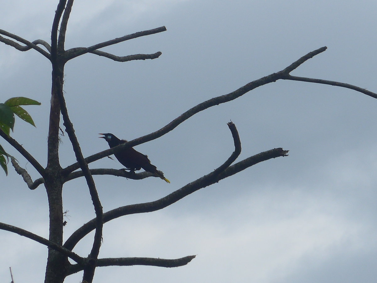 (211'588) - Vogel im Gest am 18. November 2019 in Rio Jsus