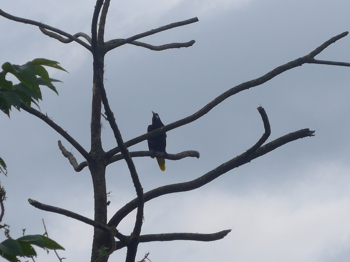 (211'590) - Vogel im Gest am 18. November 2019 in Rio Jsus