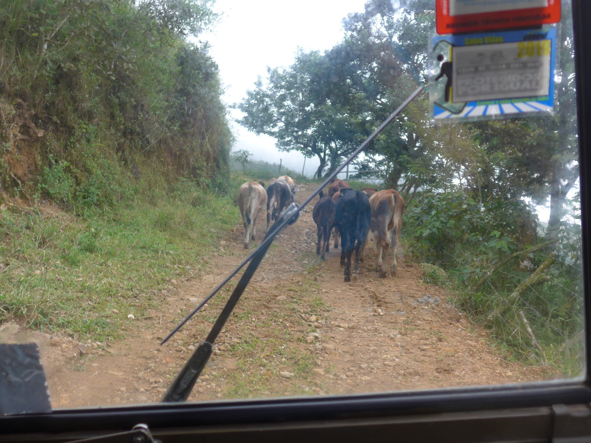 (211'592) - Fahrt im Haflinger am 18. November 2019 in Rio Jsus