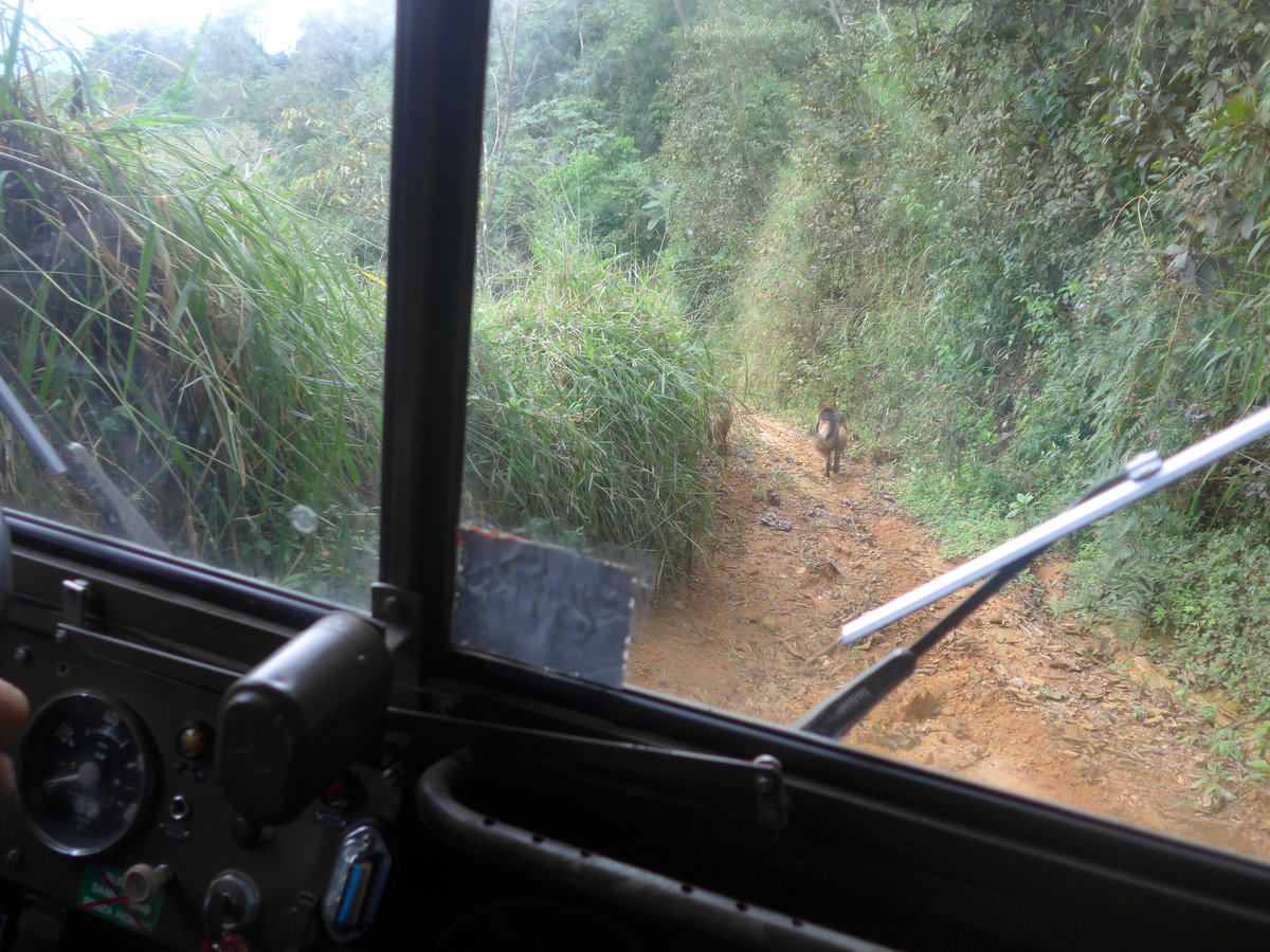 (211'611) - Fahrt im Haflinger am 18. November 2019 in Rio Jsus