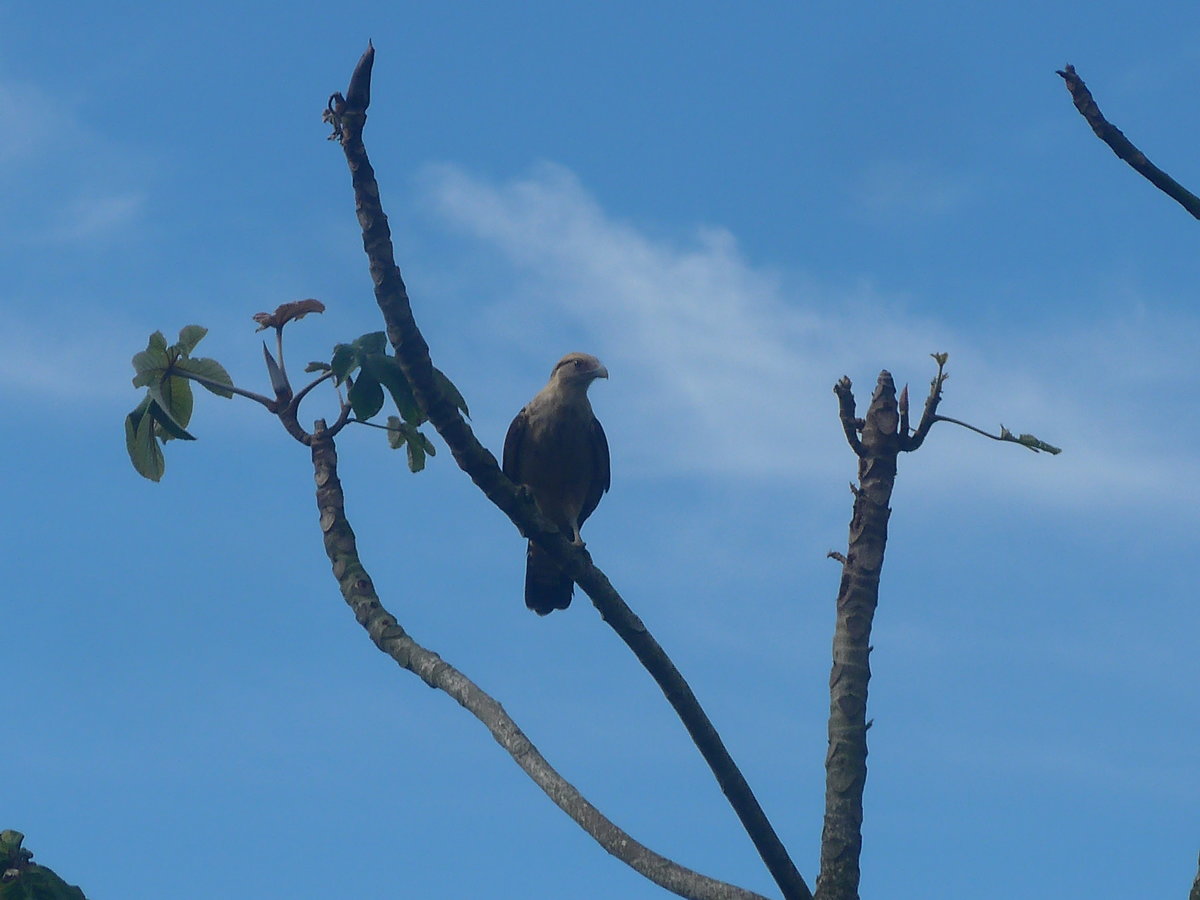 (211'626) - Schlangenfressender Vogel am 19. November 2019 in Rio Jsus