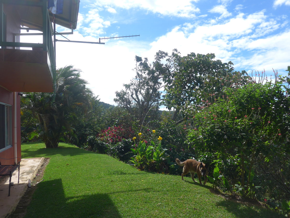 (211'628) - Hund im Freien am 19. November 2019 in Rio Jsus