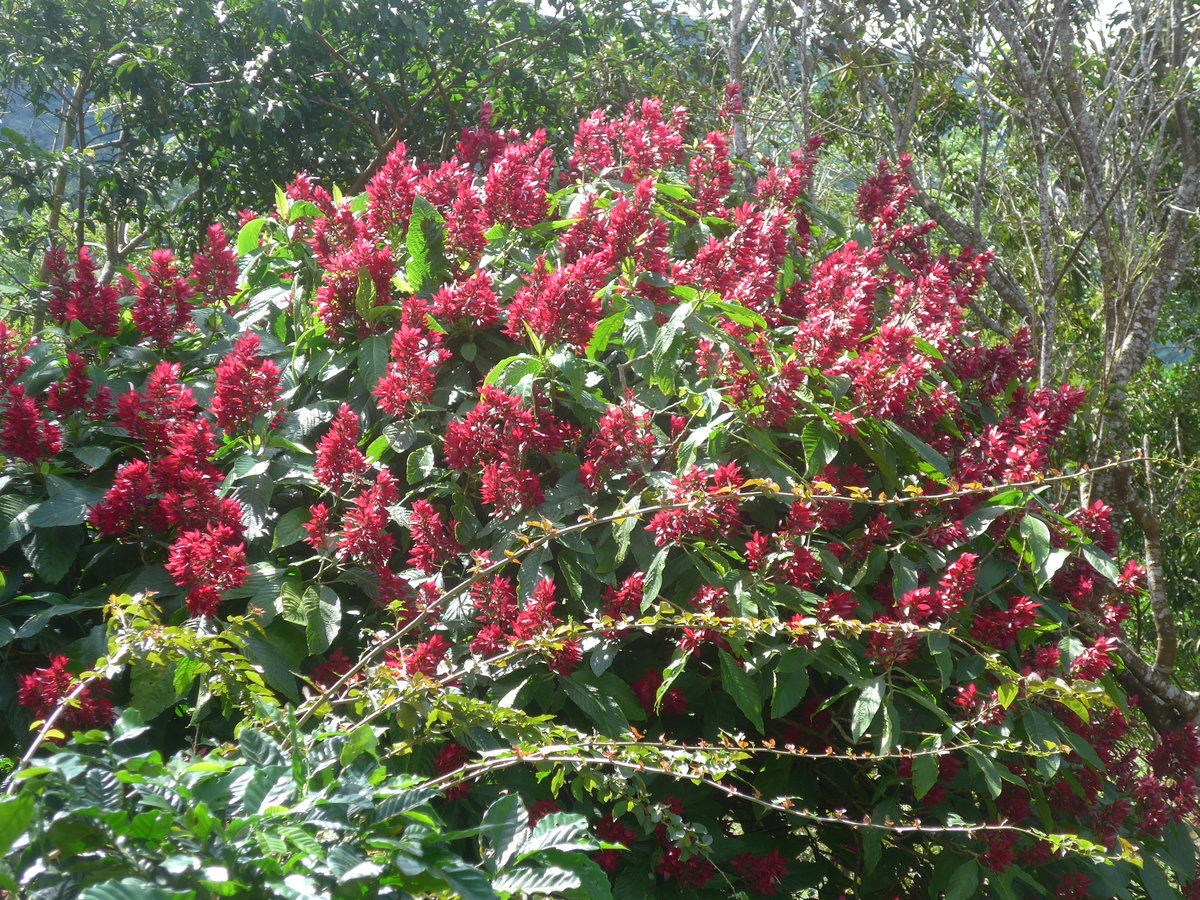 (211'633) - Natur am 19. November 2019 in Rio Jsus