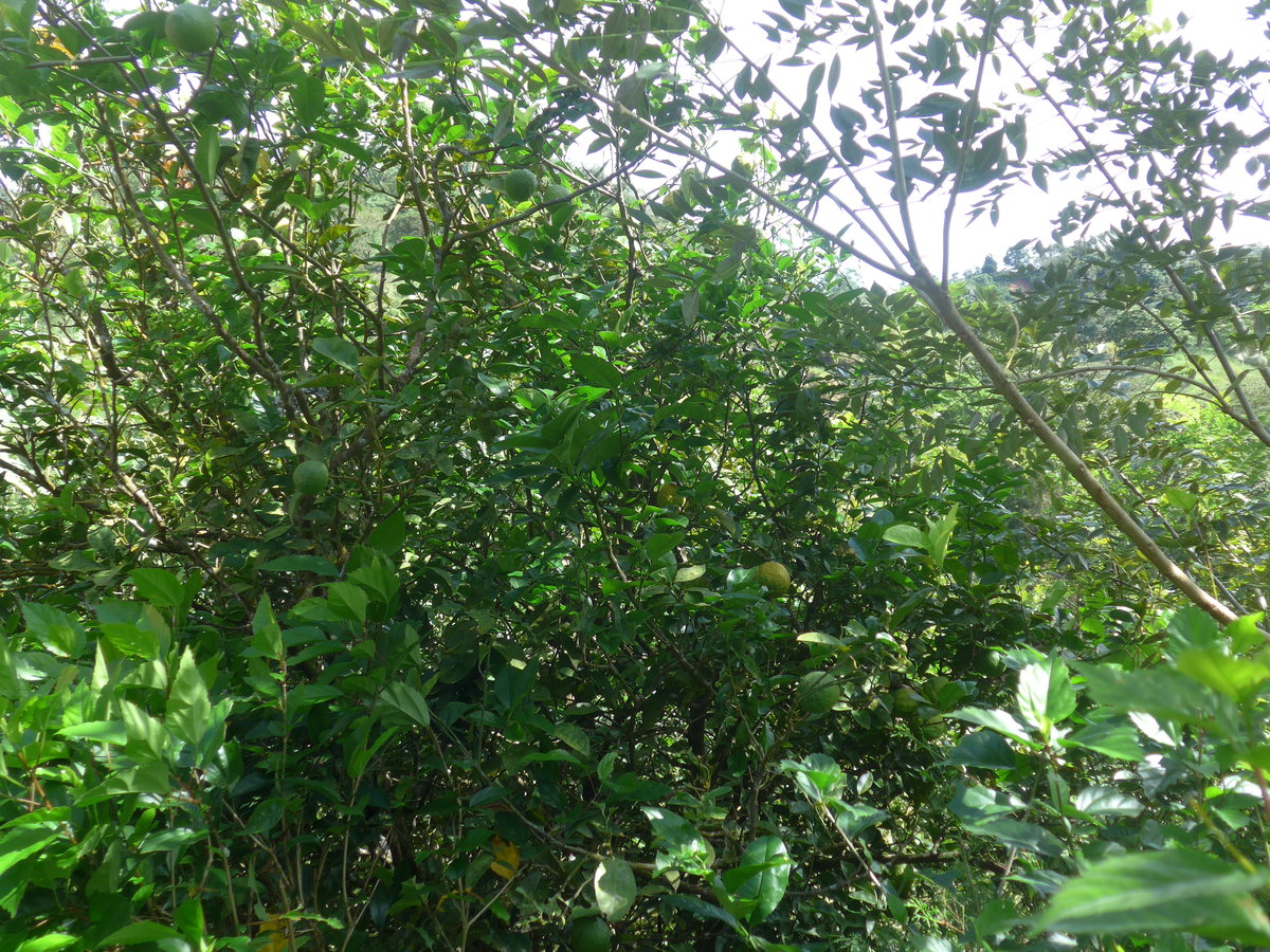 (211'635) - Limonenbaum am 19. November 2019 in Rio Jsus