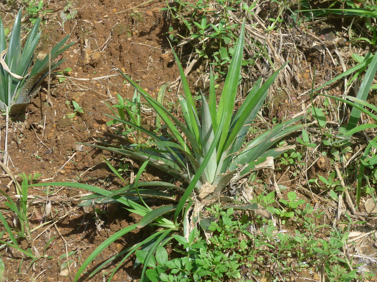 (211'638) - Ananas-Pflanze am 19. November 2019 in Rio Jsus