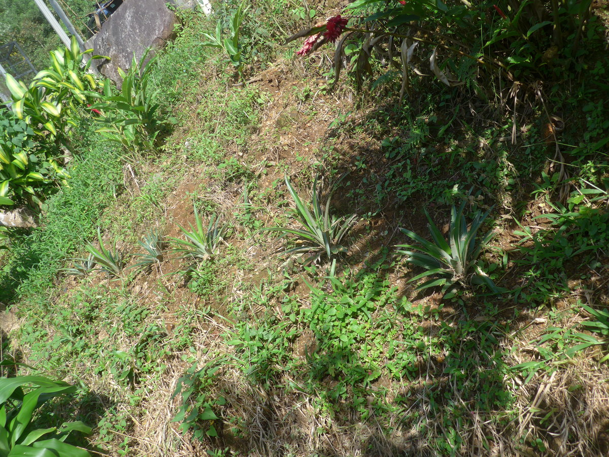 (211'639) - Ananas-Pflanzen am 19. November 2019 in Rio Jsus