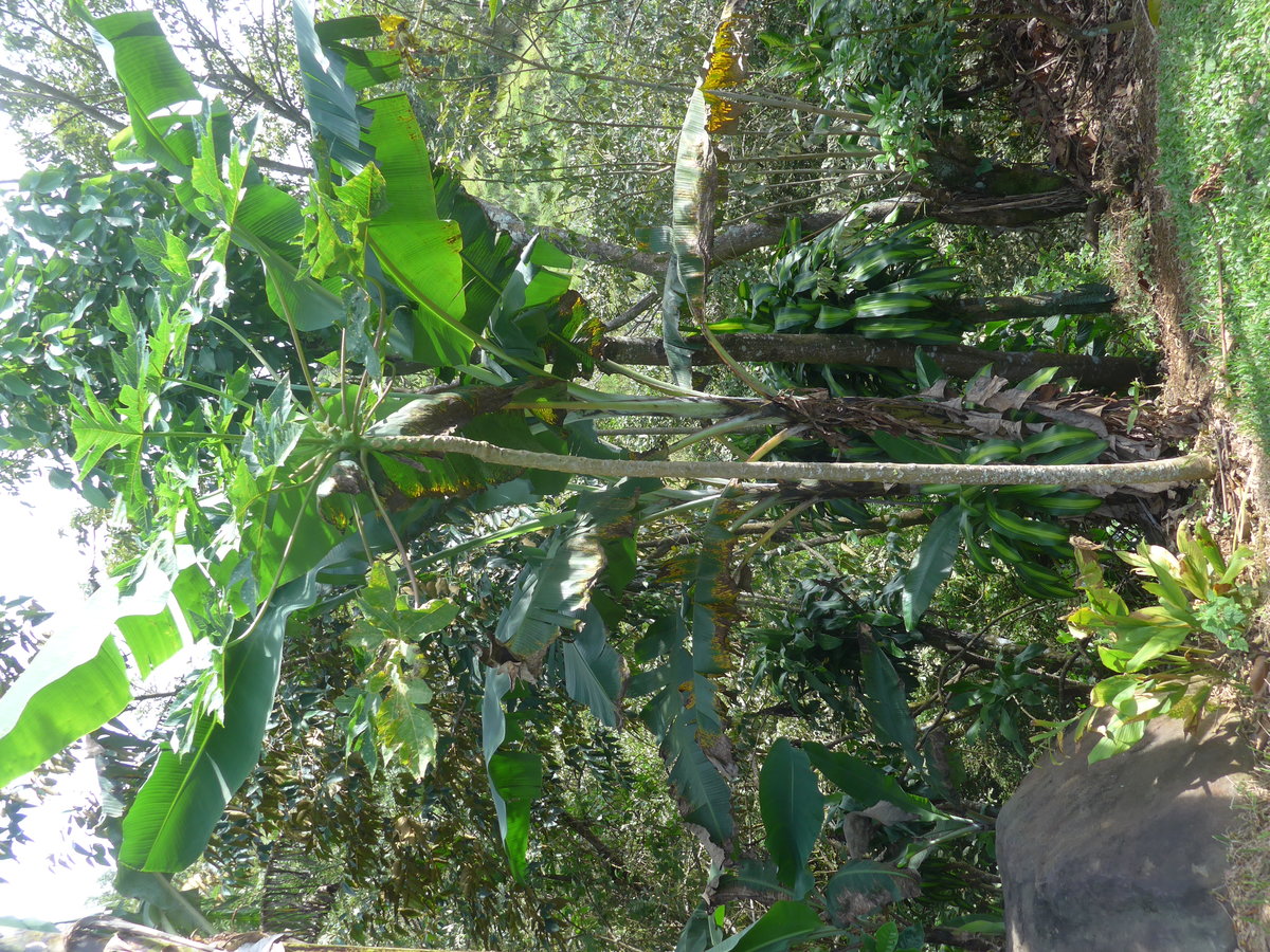 (211'642) - Bananenbaum am 19. November 2019 in Rio Jsus