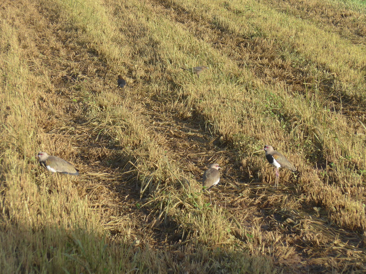 (211'727) - Vier Vgel auf dem Feld am 19. November 2019 in Nuevo Arenal, Los Hroes
