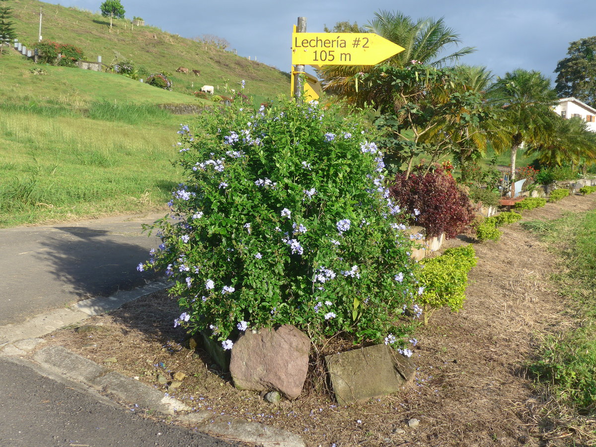 (211'729) - Wegweiser mit Blumen am 19. November 2019 in Nuevo Arenal, Los Hroes