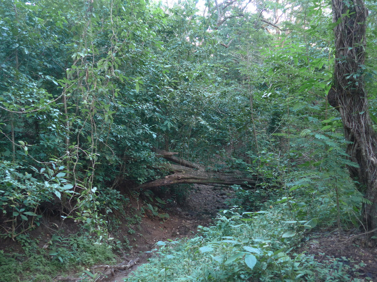 (211'923) - Im Wald am 21. November 2019 in La Cruz, Caas Castilla
