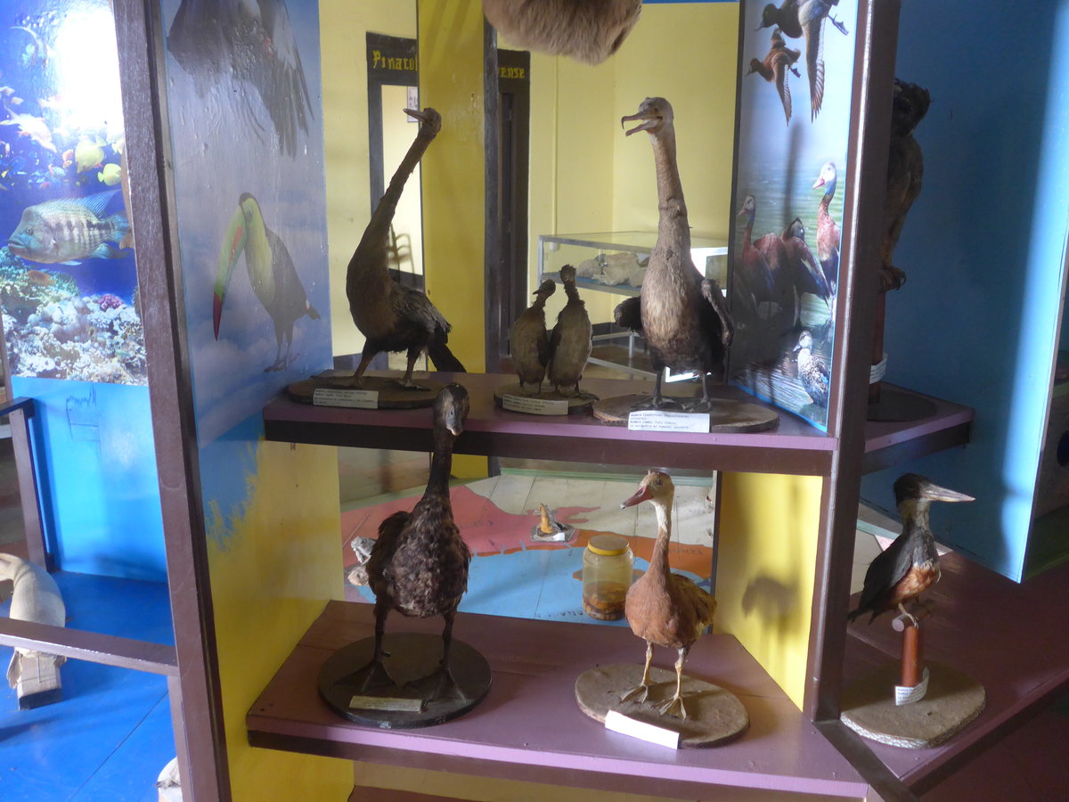 (211'973) - Diverse ausgestopfte Vgel im Museo de Rivas am 22. November 2019 in Rivas