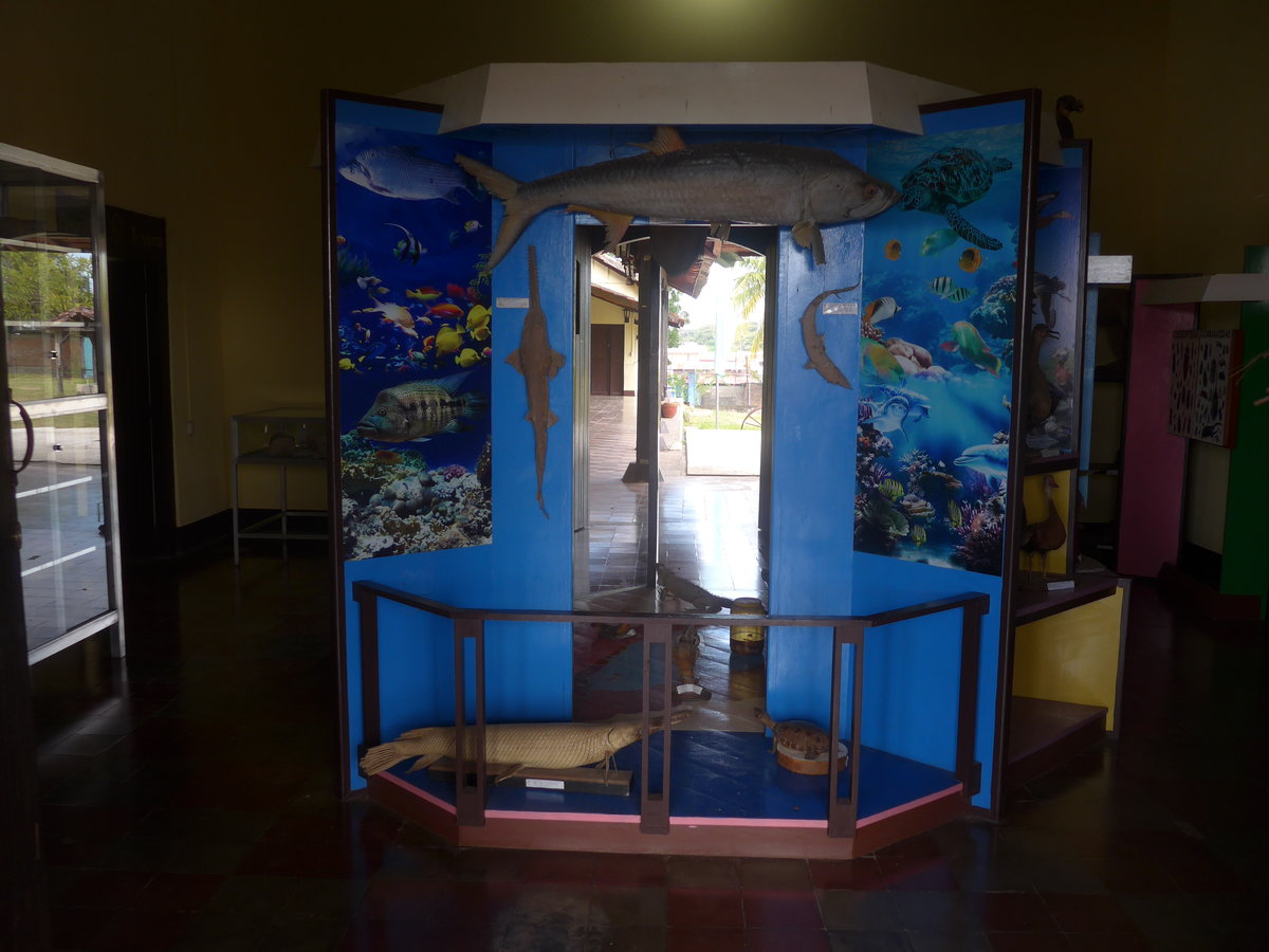 (211'978) - Diverse Fische im Museo de Rivas am 22. November 2019 in Rivas