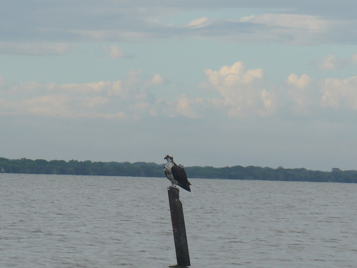 (212'112) - Adlerhnlicher Vogel auf dem Nicaraguasee am 22. November 2019 bei Granada