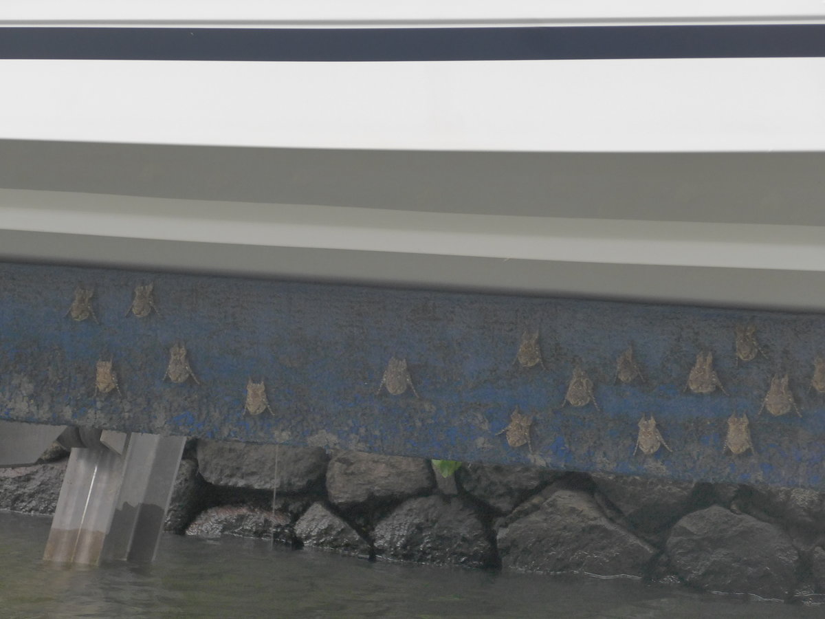 (212'129) - Fledermuse am Boot am 22. November 2019 bei Granada