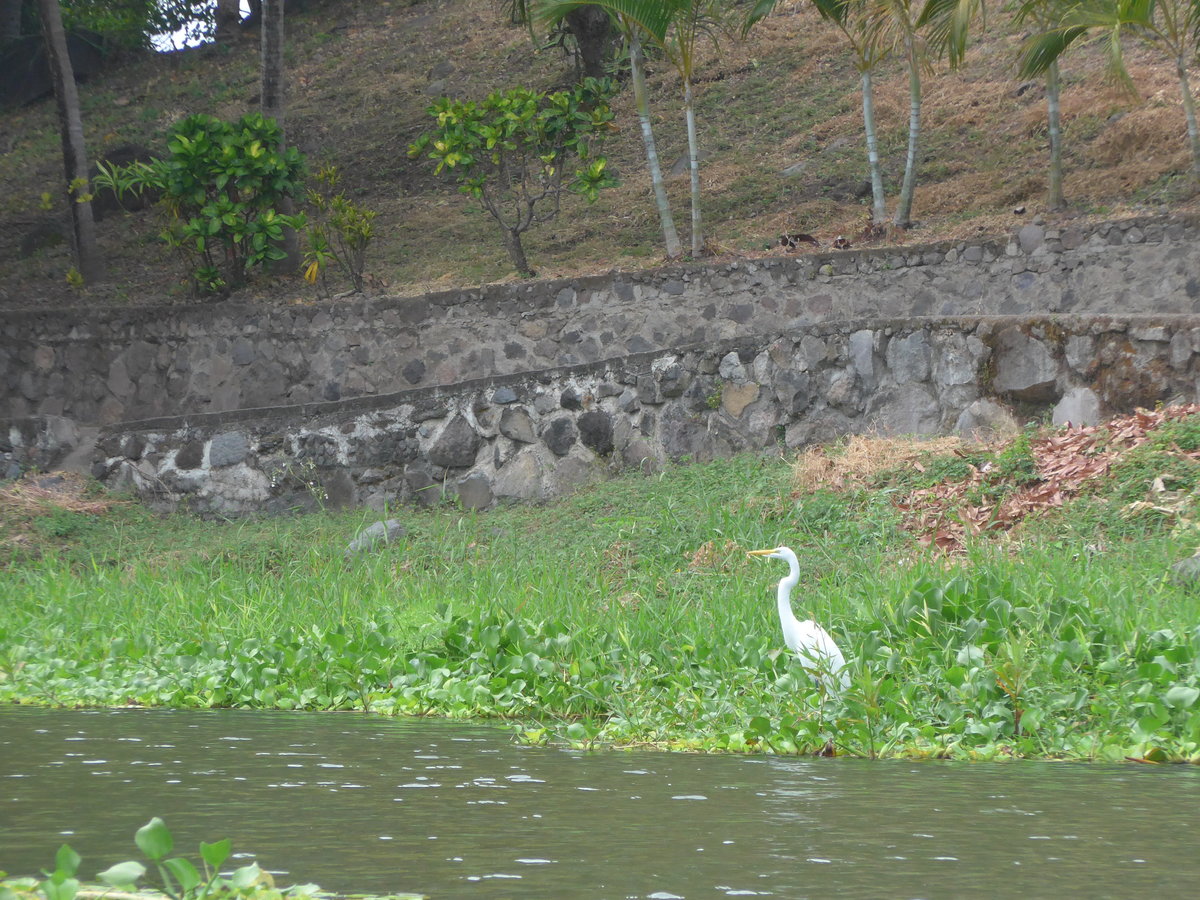 (212'131) - Weisser Vogel am Ufer des Nicaraguasees am 22. November 2019 bei Granada