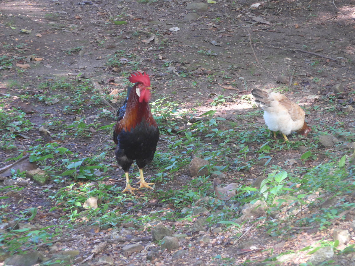 (212'174) - Hahn und Huhn am 23. November 2019 in La Cruz, Caas Castilla