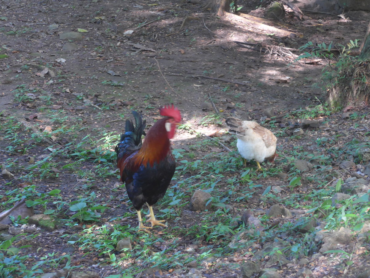 (212'175) - Hahn und Huhn am 23. November 2019 in La Cruz, Caas Castilla