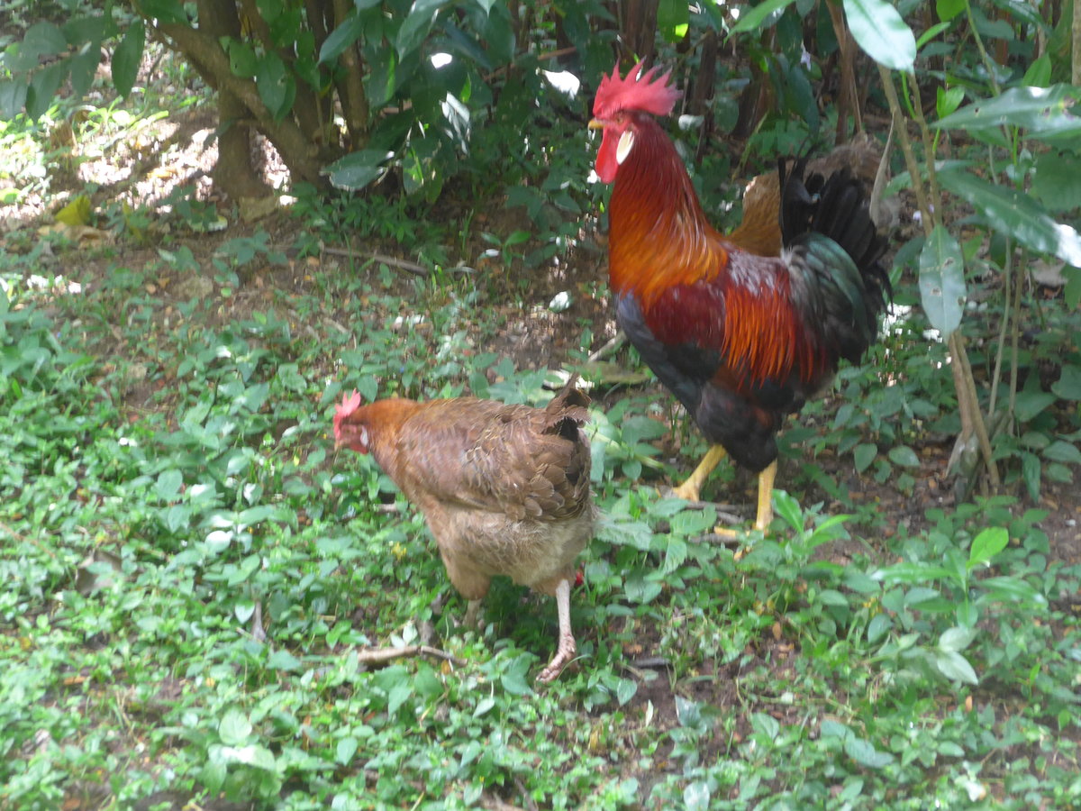 (212'178) - Huhn und Hahn am 23. November 2019 in La Cruz, Caas Castilla