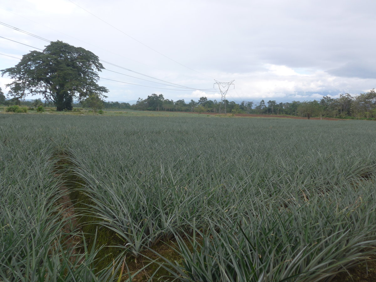 (212'341) - Ananas-Plantage am 24. November 2019 in La Fortuna, Pineapple Farm