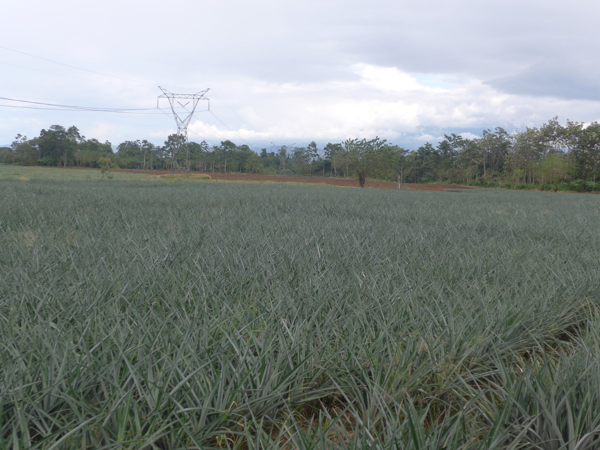 (212'342) - Ananas-Plantage am 24. November 2019 in La Fortuna, Pineapple Farm