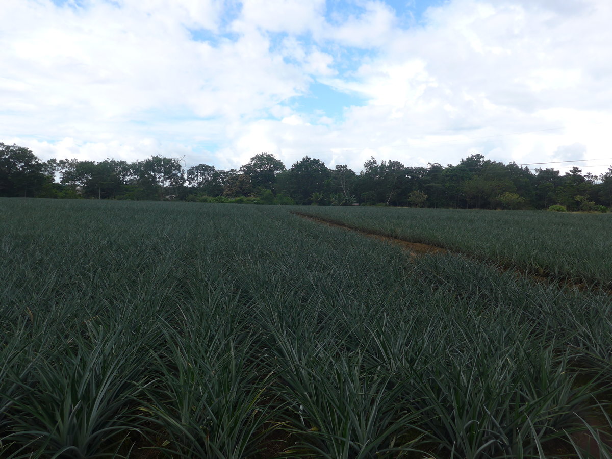 (212'343) - Ananas-Plantage am 24. November 2019 in La Fortuna, Pineapple Farm