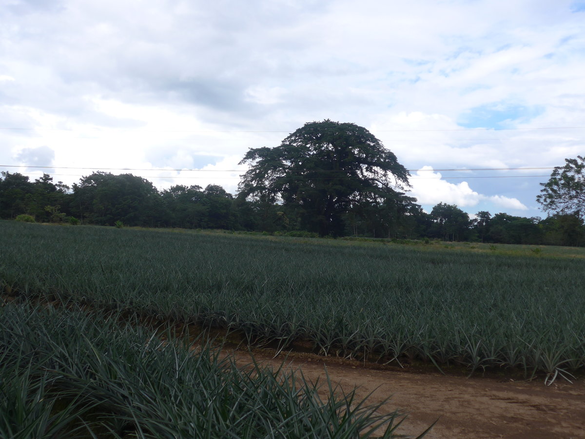 (212'344) - Ananas-Plantage am 24. November 2019 in La Fortuna, Pineapple Farm