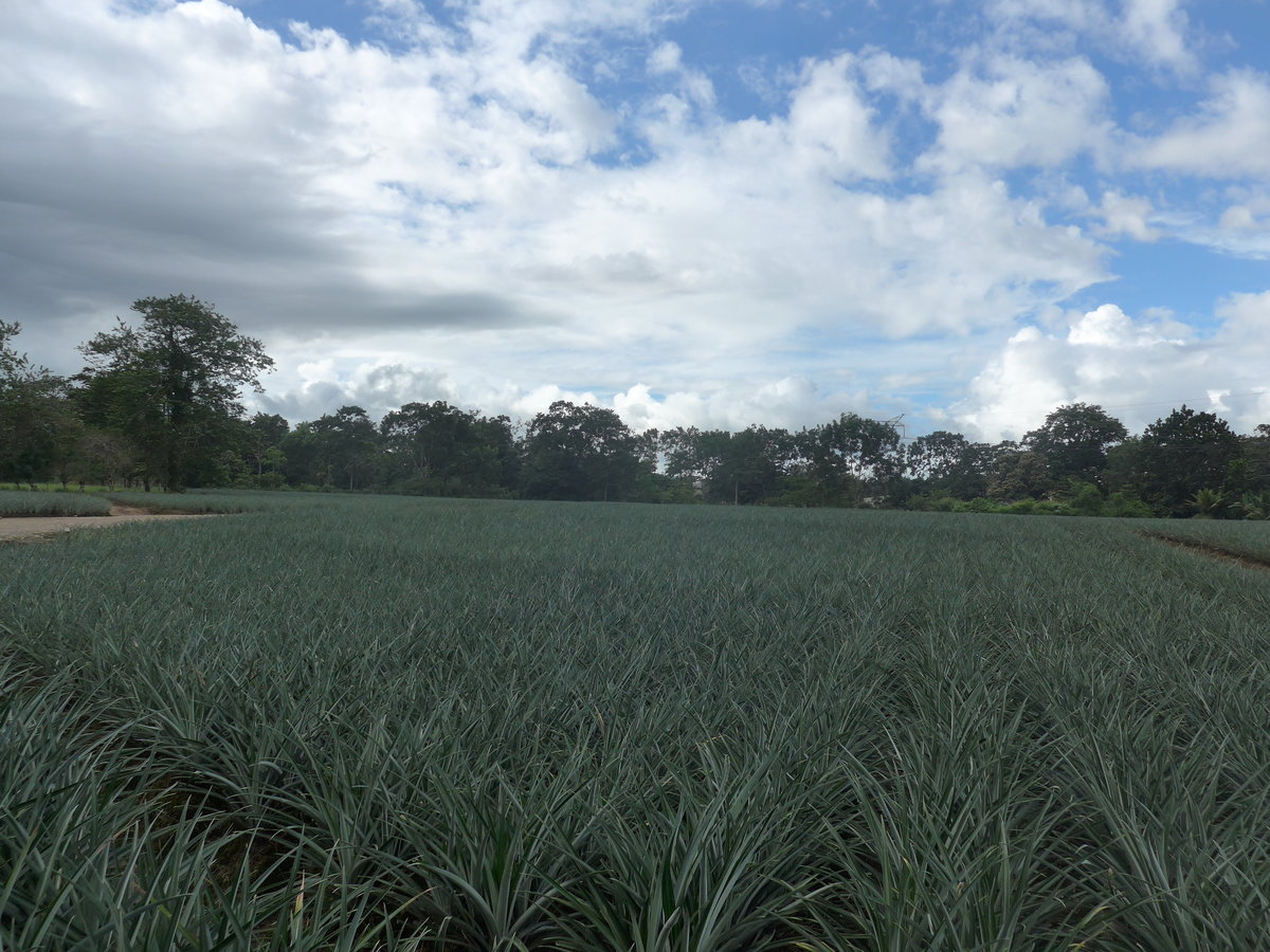 (212'345) - Ananas-Plantage am 24. November 2019 in La Fortuna, Pineapple Farm