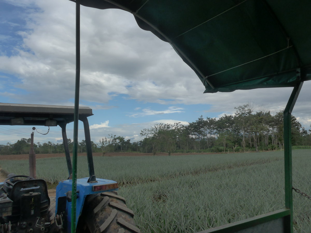 (212'348) - Ananas-Plantage am 24. November 2019 in La Fortuna, Pineapple Farm