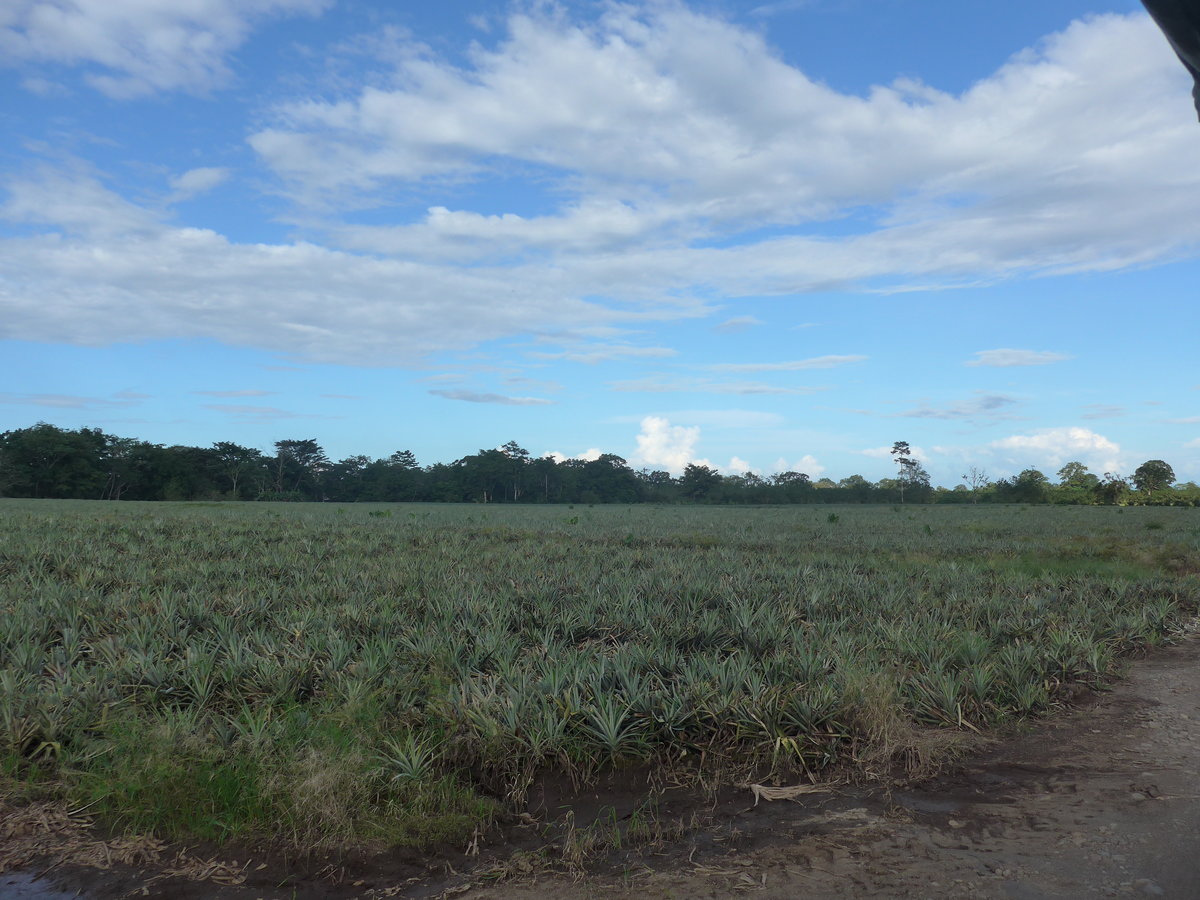 (212'355) - Ananas-Plantage am 24. November 2019 in La Fortuna, Pineapple Farm