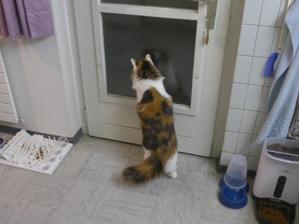 (213'198) - Katze Nimerya mchte hinaus am 30. Dezember 2019 in Thun
