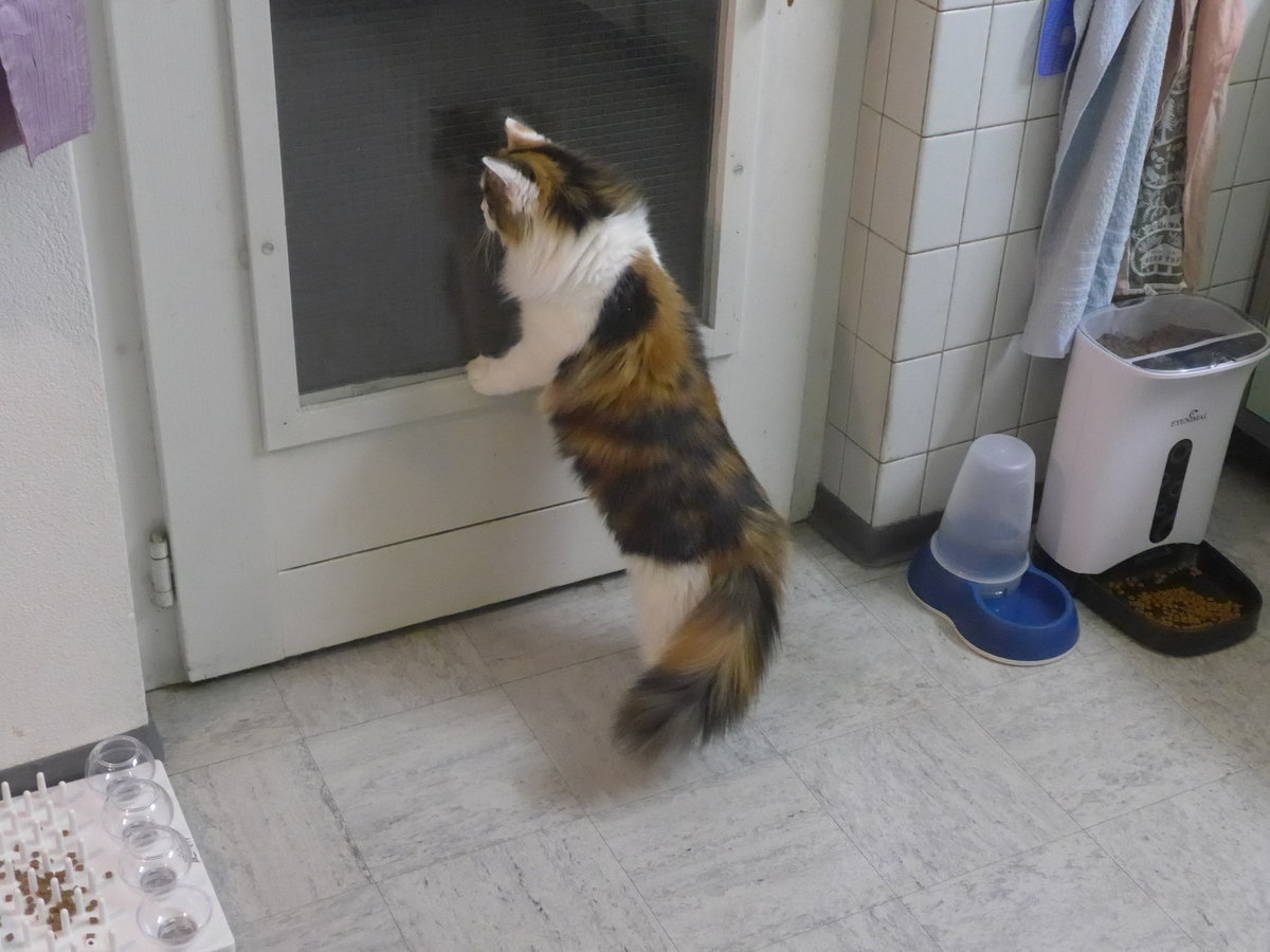 (213'199) - Katze Nimerya mchte hinaus am 30. Dezember 2019 in Thun