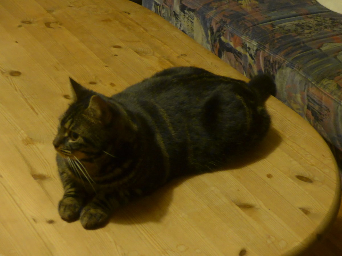 (213'202) - Kater Shaggy auf dem Salontisch am 30. Dezember 2019 in Thun