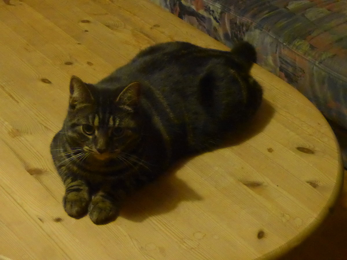 (213'203) - Kater Shaggy auf dem Salontisch am 30. Dezember 2019 in Thun