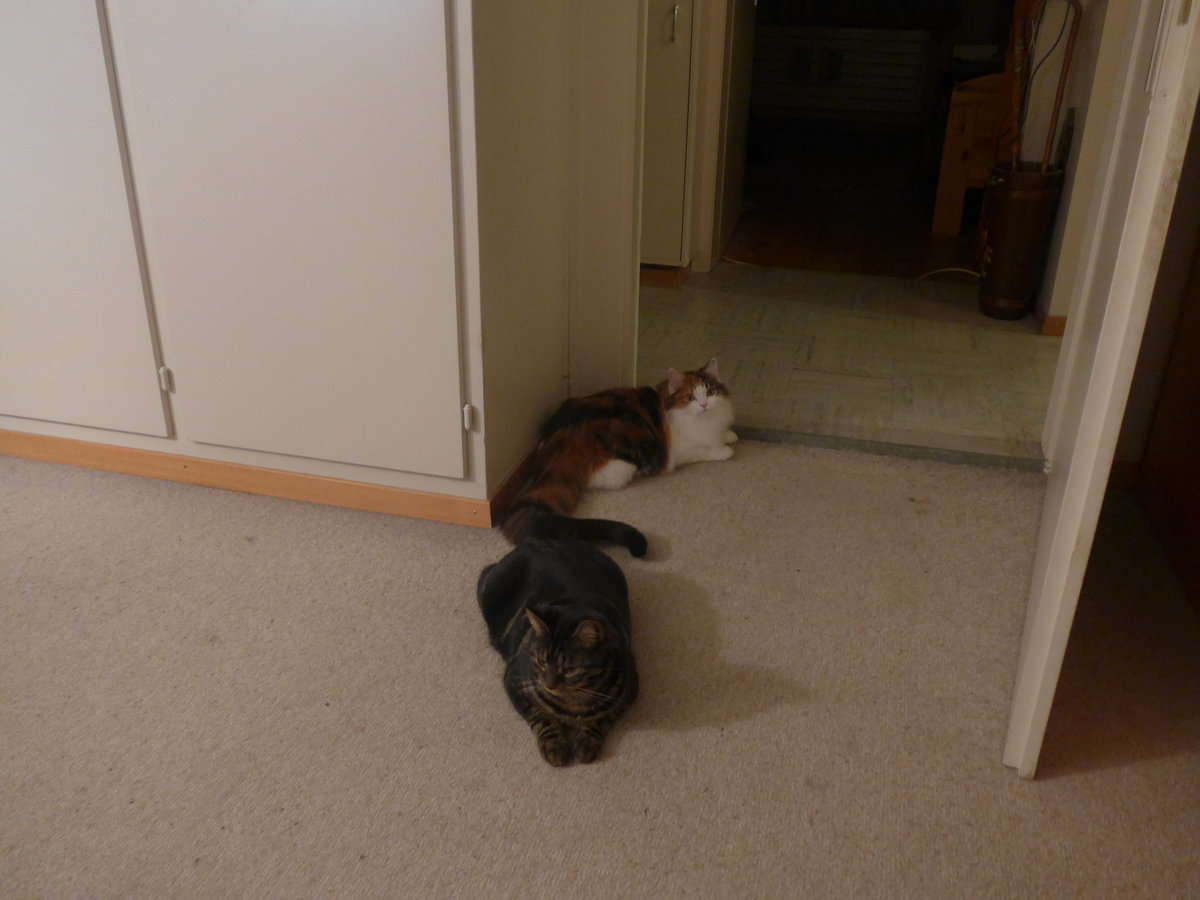 (213'278) - Kater Shaggy und Katze Nimerya am 1. Januar 2020 in Thun
