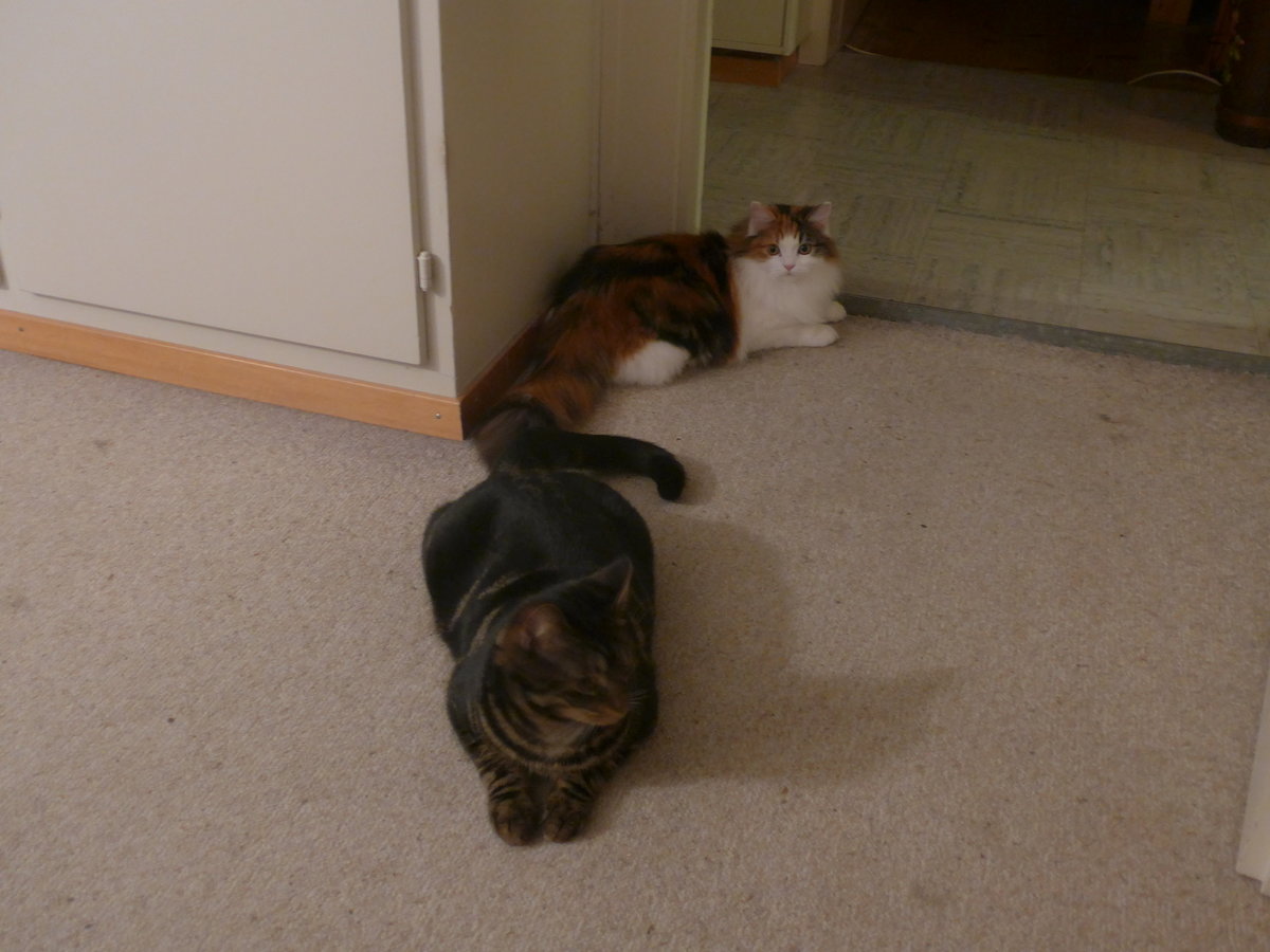 (213'279) - Kater Shaggy und Katze Nimerya am 1. Januar 2020 in Thun