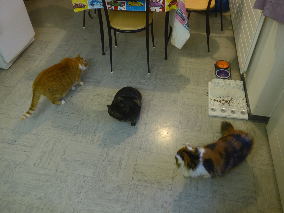 (213'281) - Kater Momo und Shaggy und Katze Nimerya begutachten sich am 2. Januar 2020 in Thun