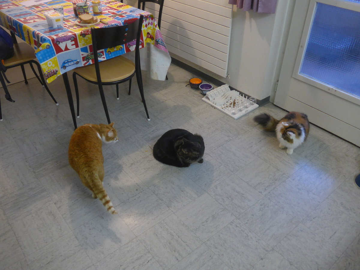 (213'282) - Kater Momo und Shaggy und Katze Nimerya begutachten sich am 2. Januar 2020 in Thun