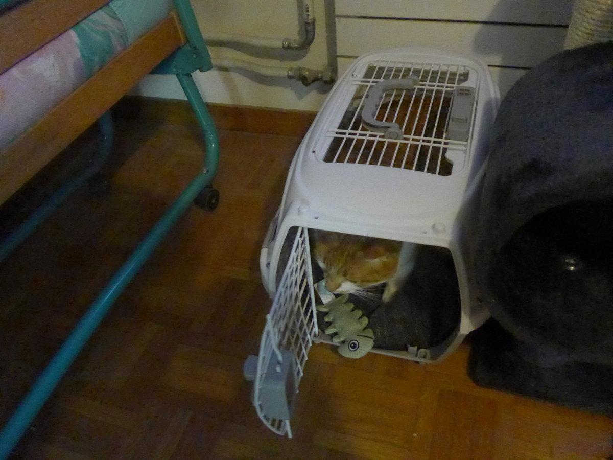 (213'283) - Kater Momo versteckt sich im Katzenkistli am 2. Januar 2020 in Thun