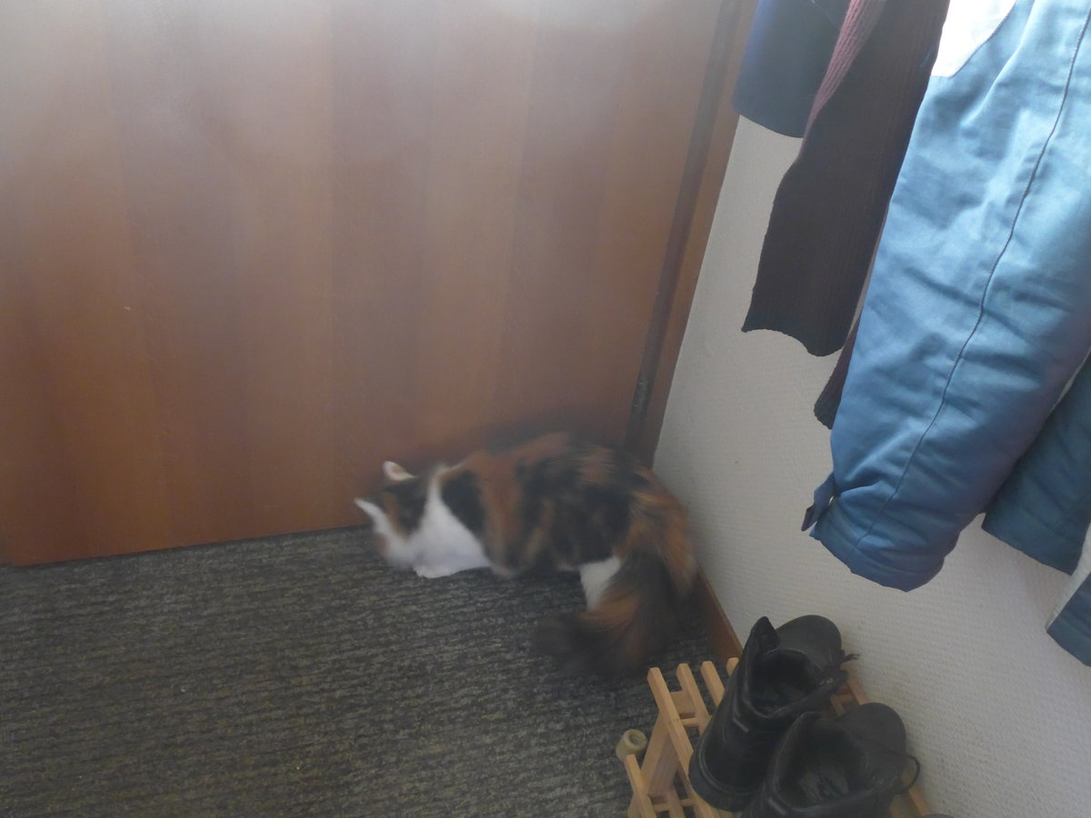 (213'436) - Katze Nimerya mchte hinaus am 6. Januar 2020 in Thun