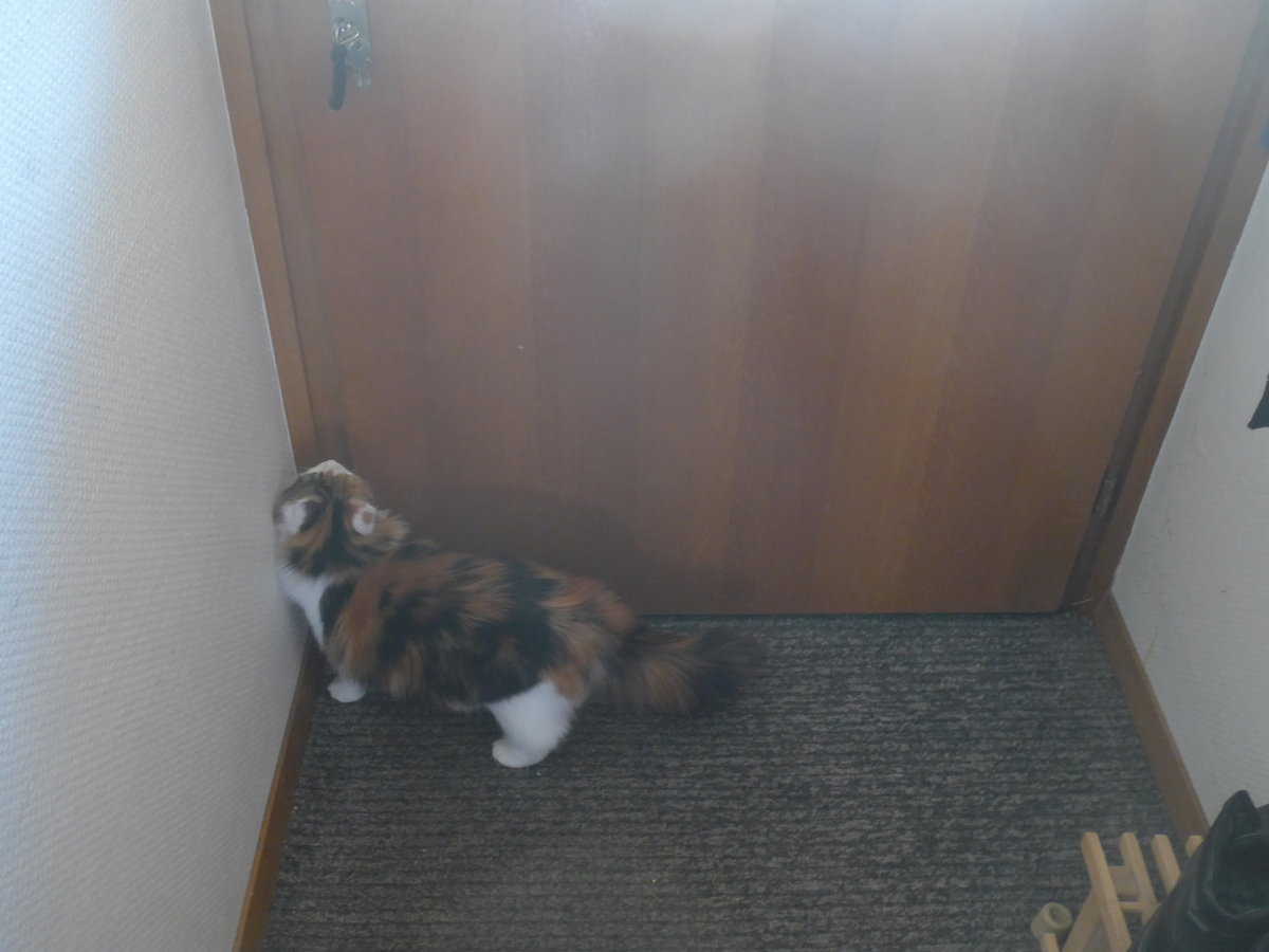 (213'438) - Katze Nimerya mchte hinaus am 6. Januar 2020 in Thun