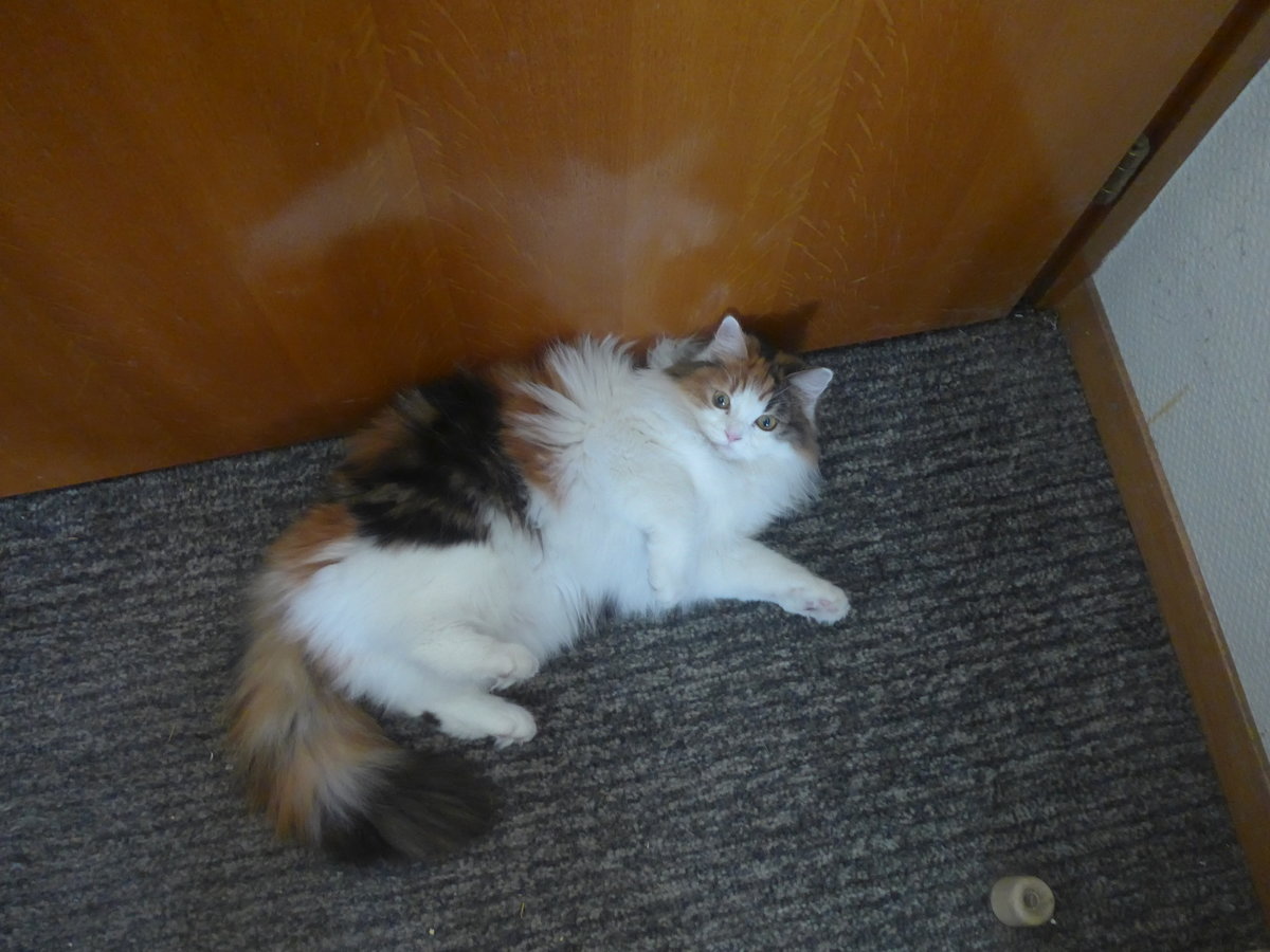 (213'439) - Katze Nimerya mchte Hinaus am 6. Januar 2020 in Thun