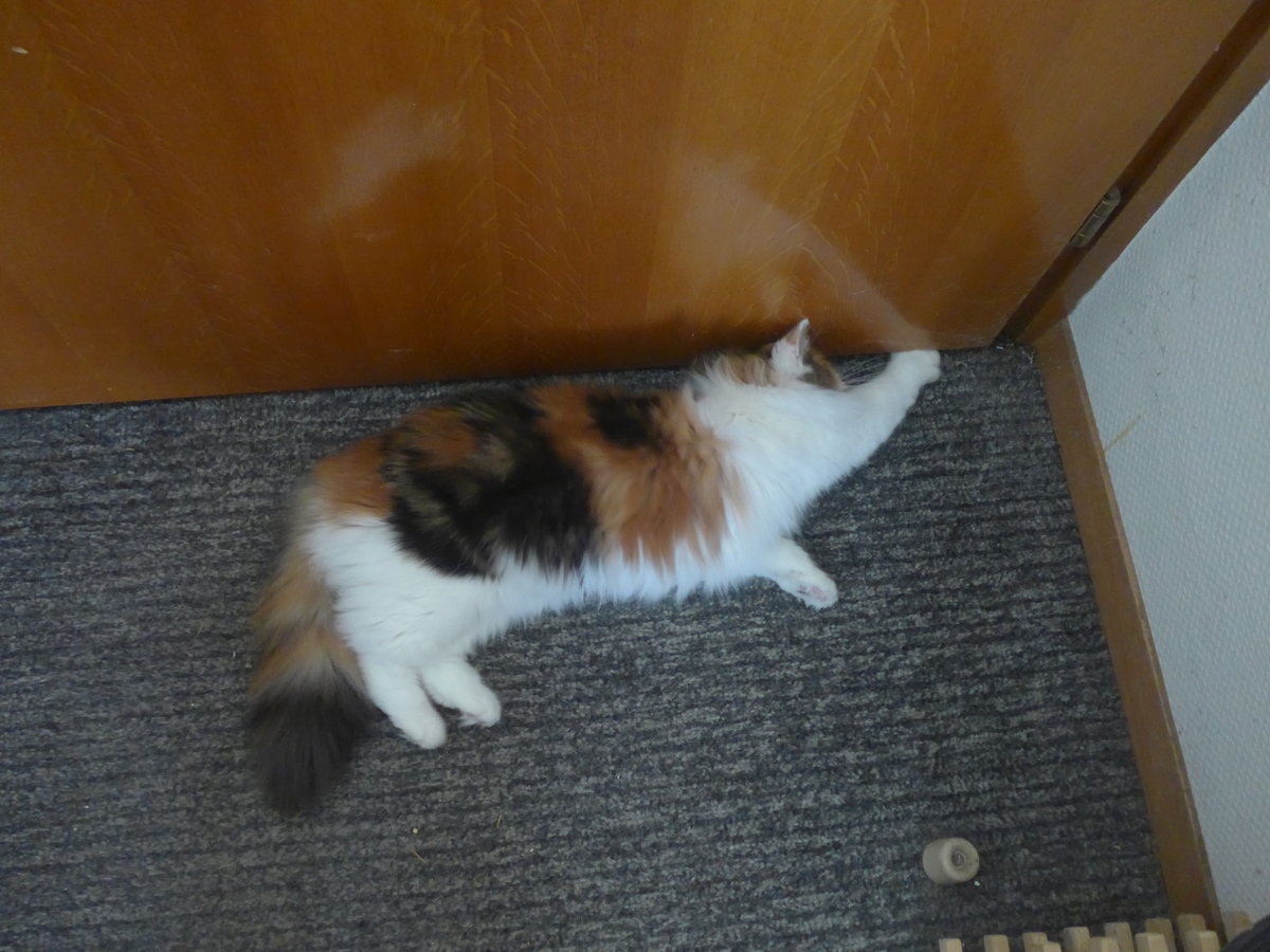 (213'440) - Katze Nimerya mchte hinaus am 6. Januar 2020 in Thun