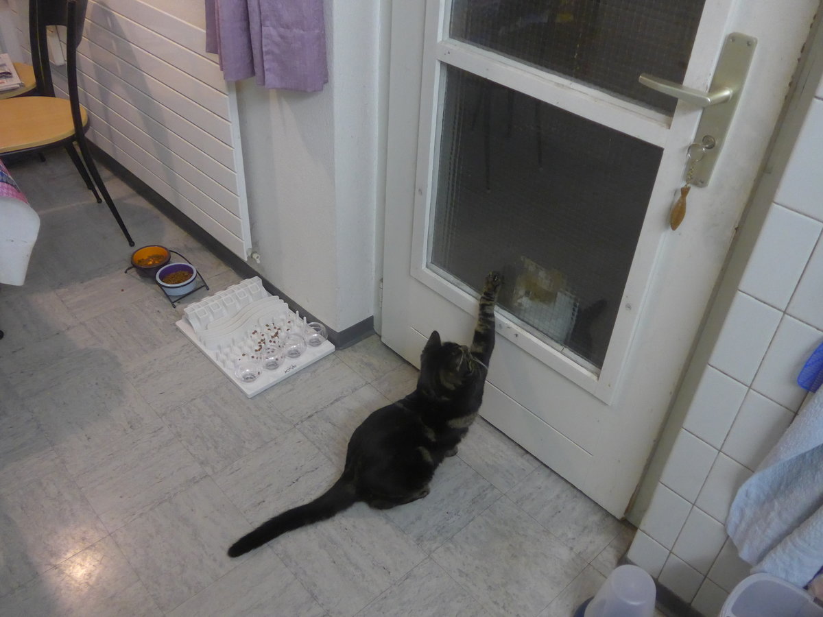 (213'810) - Kater Shaggy winkt Kater Momo am 12. Januar 2020 in Thun