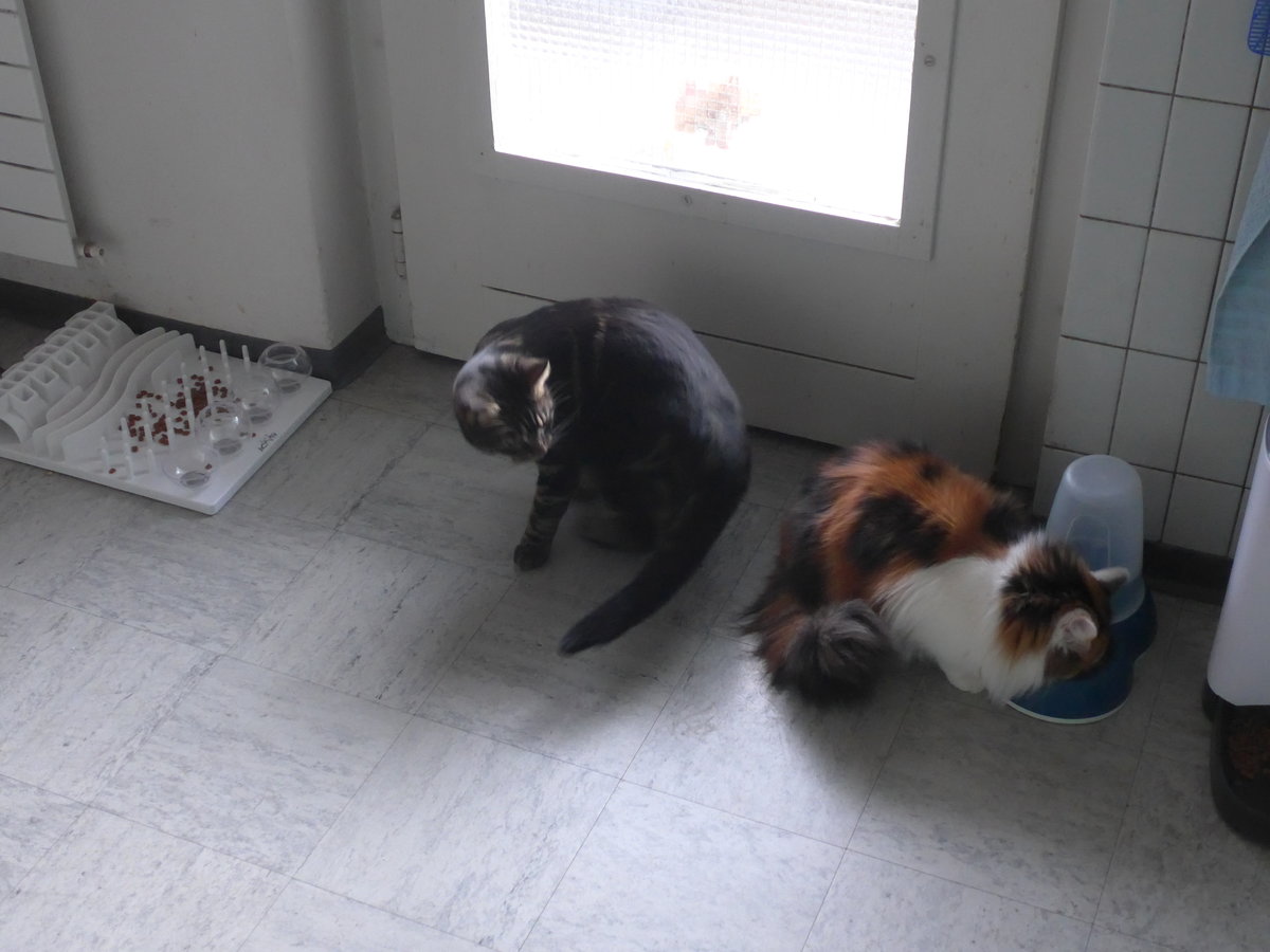 (213'985) - Kater Shaggy und Katze Nimerya in der Kche am 20. Januar 2020 in Thun