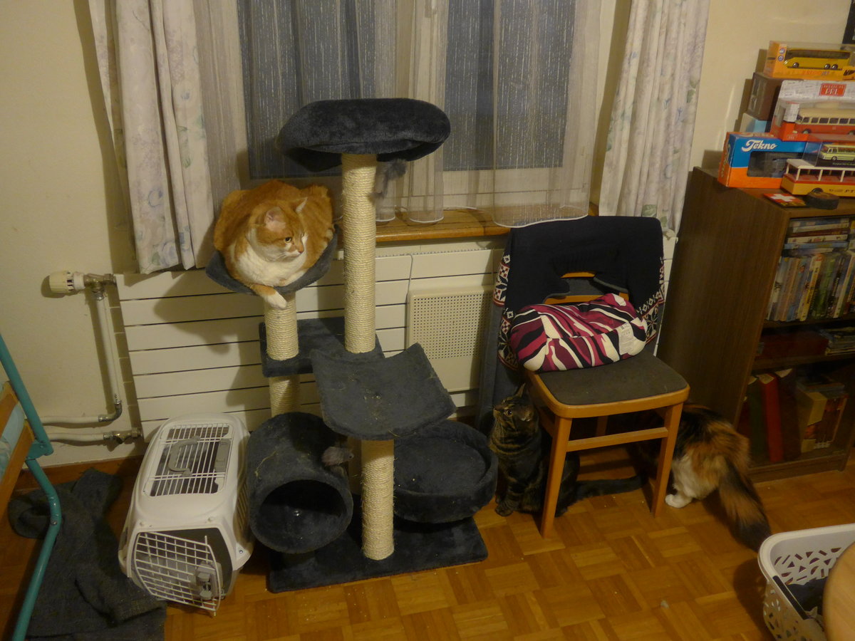 (213'987) - Kater Momo und Shaggy und Katze Nimerya auf/beim Kratzbaum am 22. Januar 2020 in Thun