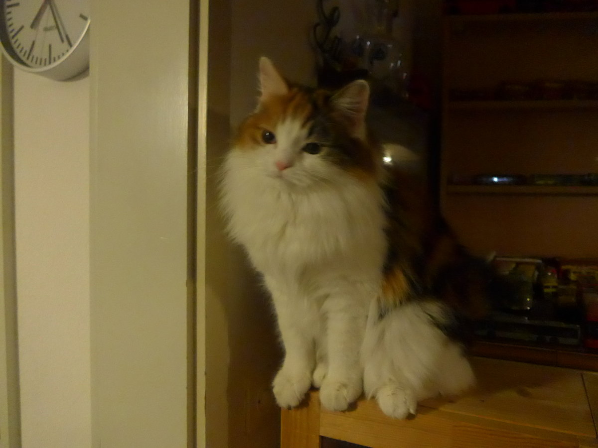 (214'110) - Katze Nimerya am 8. Februar 2020 in Thun