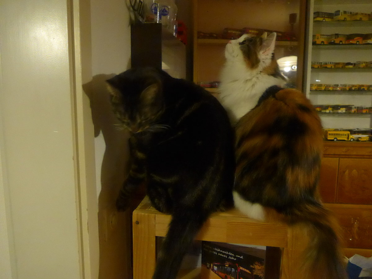 (214'114) - Kater Shaggy und Katze Nimerya am 8. Februar 2020 in Thun