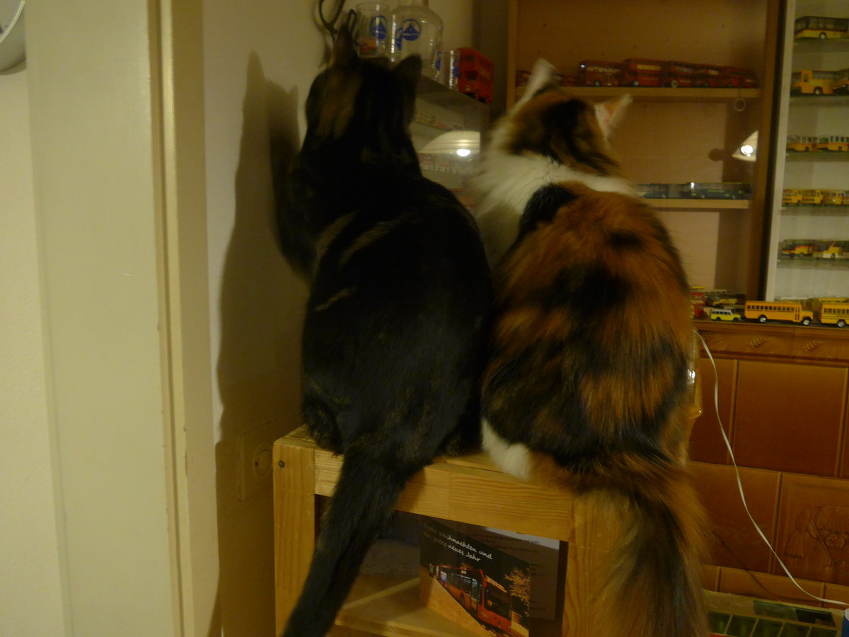 (214'115) - Schne Rcken knnen auch entzcken ... Kater Shaggy und Katze Nimerya am 8. Februar 2020 in Thun